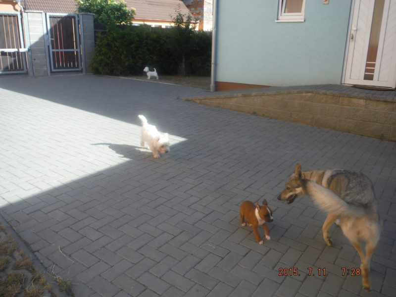 A nová smečka, 10.7.2015