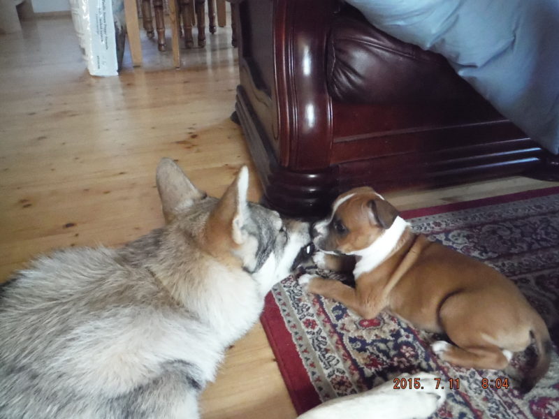 Ty máš ale zub!, 10.7.2015 Ty máš ale zub!, 10.7.2015