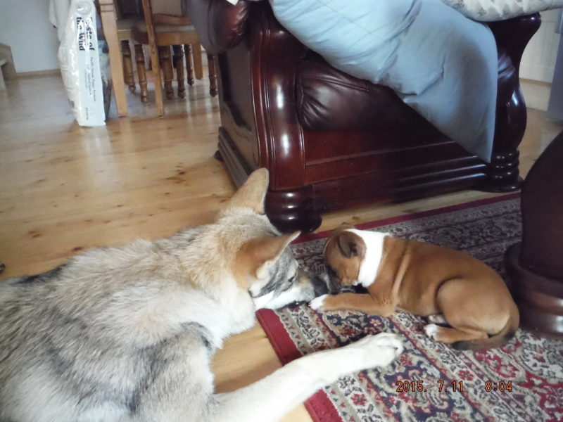 Schválně, kdo koho tím čumákem přetlačí, 10.7.2015 Schválně, kdo koho tím čumákem přetlačí, 10.7.2015