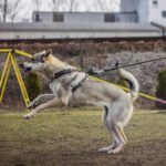Zase ten cvičák - tentokrát nácvik na bonitaci a nějaké ty obrany