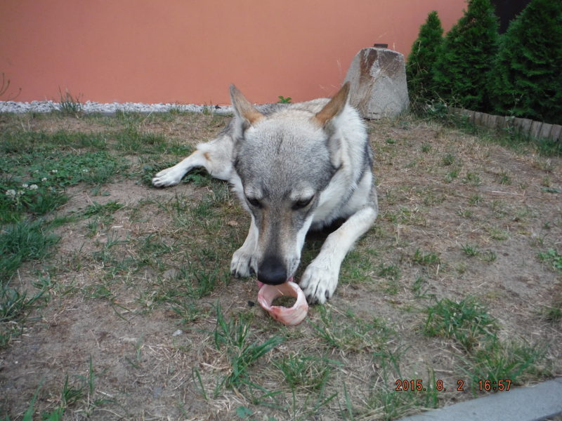 Žrát nebo nežrat, toť otázka, 2.8.2015