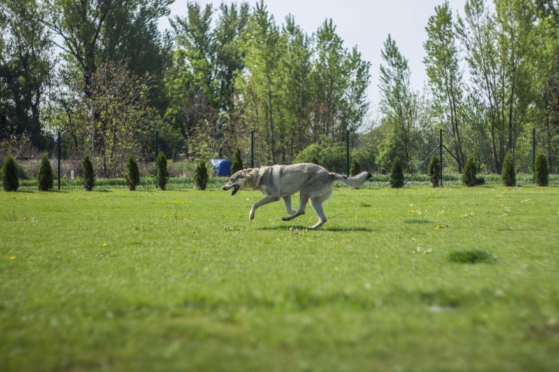 A to kdybyste viděli, jak blbě vypadá páneček!, 14.5.2017