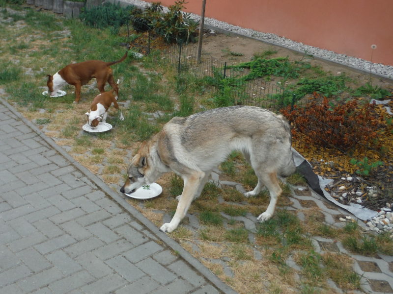 To je rychlost, než zmáčkneš spoušť, sardinky jsou pryč, 25.6.2017