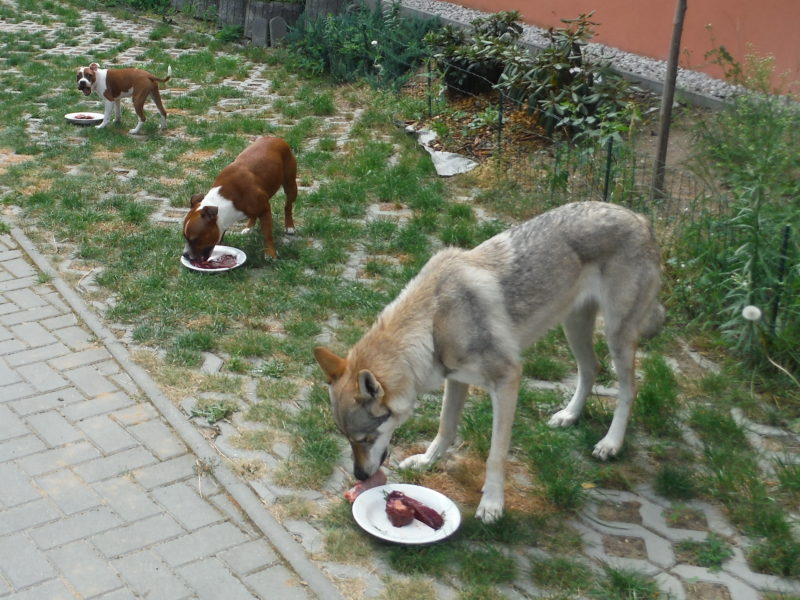 Syrové hovězí vnitřnosti, prostě pochoutka..., 5.8.2017
