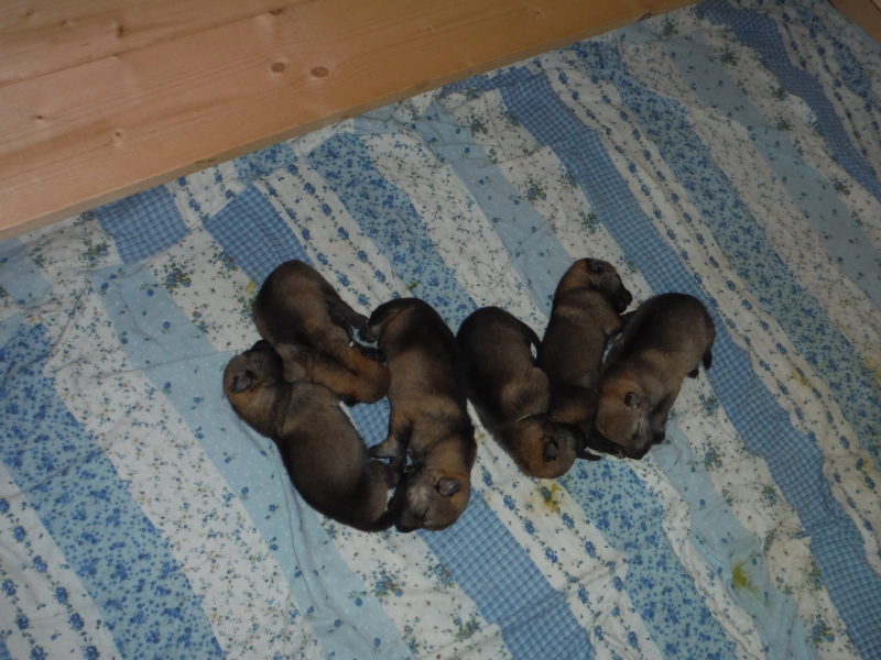 Vlčátka mají týden, 7.3.2019