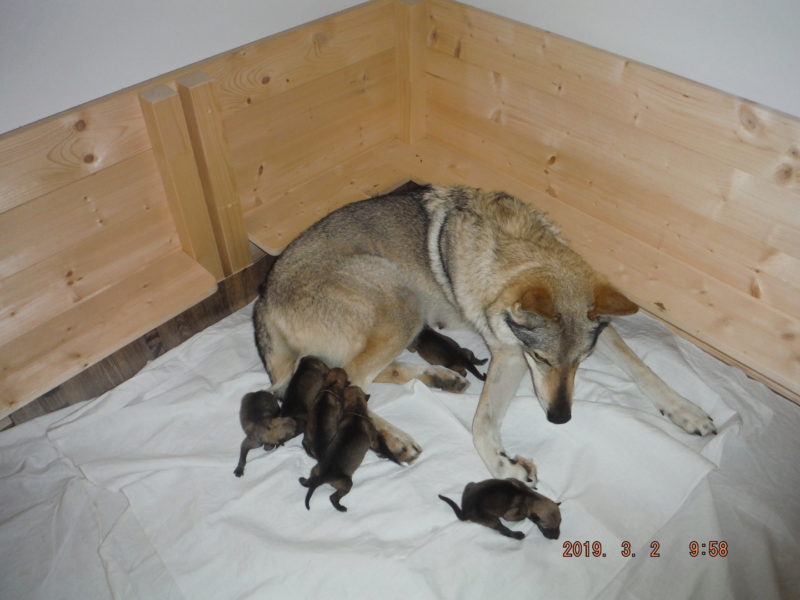 Vlčátka života den druhý, 2.3.2019