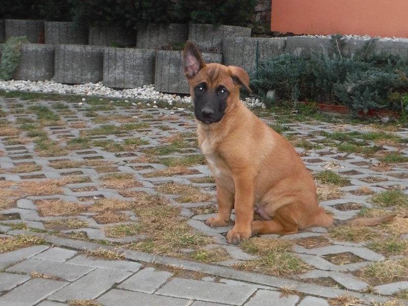 No uvidíme, 15.2.2019