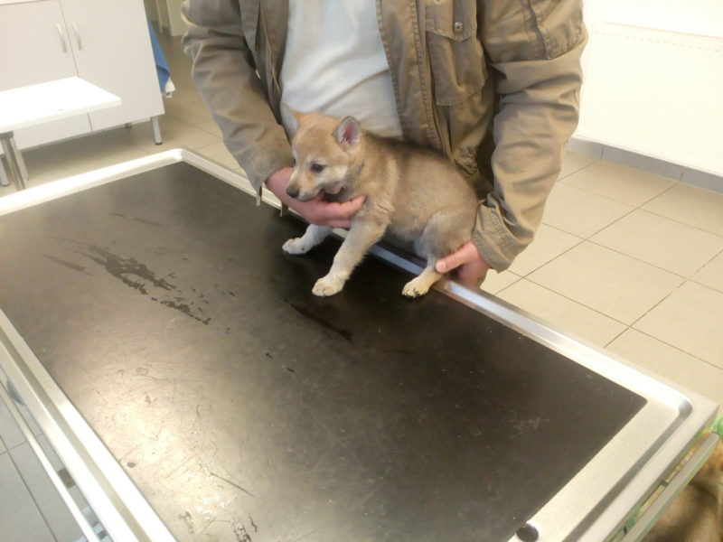 Očkování a čipování u hodného pana doktora Mlejnského, 13.4.2019 Očkování a čipování u hodného pana doktora Mlejnského, 13.4.2019