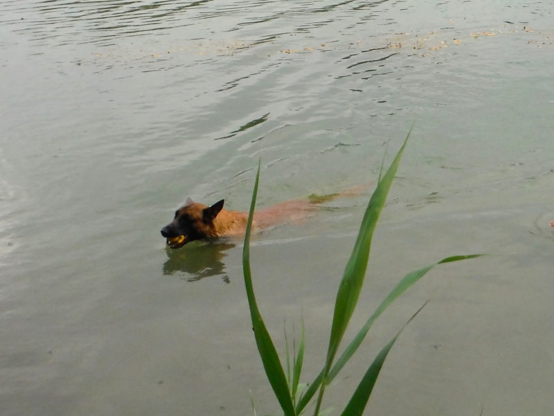 ...a ejhle není to vydra, 30.8.2020