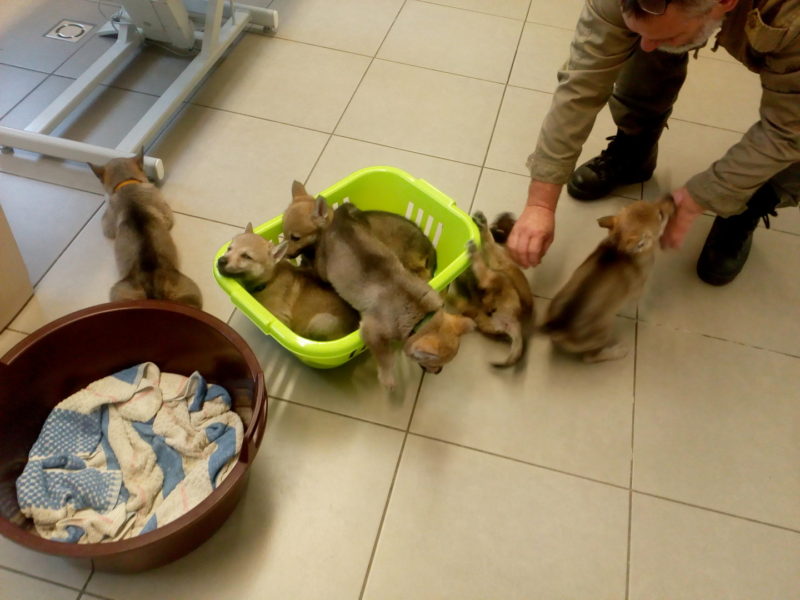 Očkování a čipování u hodného pana doktora Mlejnského, 13.4.2019 Očkování a čipování u hodného pana doktora Mlejnského, 13.4.2019