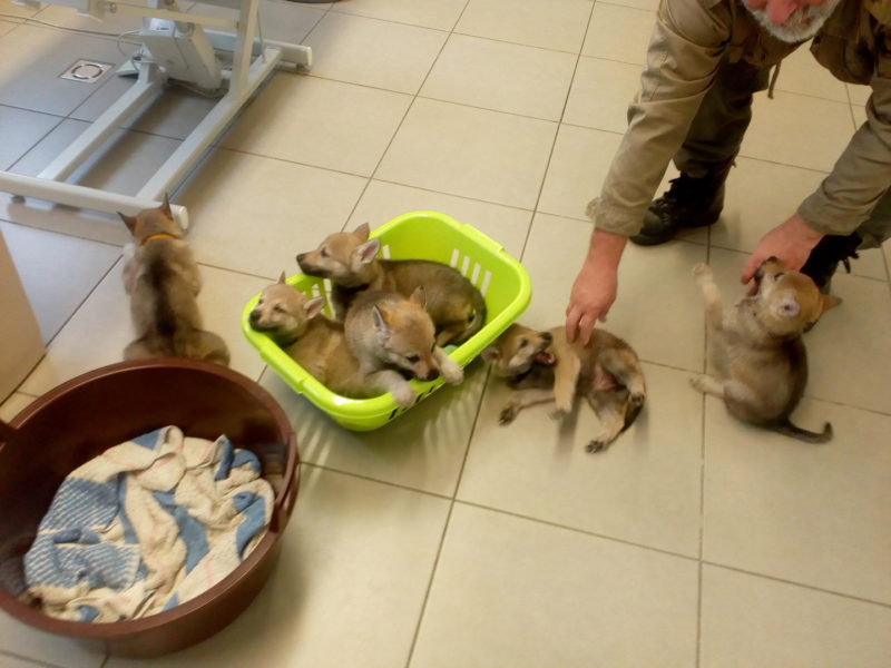 Očkování a čipování u hodného pana doktora Mlejnského, 13.4.2019 Očkování a čipování u hodného pana doktora Mlejnského, 13.4.2019
