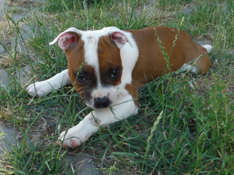 Capucino Baby Old City Bull